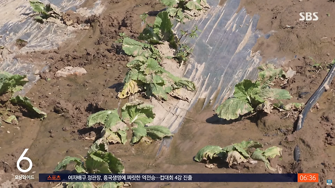 스크린샷(1424).png "김장 1~2주 늦춰 달라"…해남 배추밭 상황은?