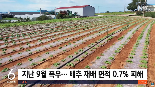 스크린샷(1425).png "김장 1~2주 늦춰 달라"…해남 배추밭 상황은?
