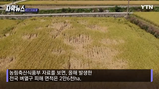 스크린샷(1617).png 수확 앞두고 \'절망\'...중국발 해충 창궐에 사라진 논밭