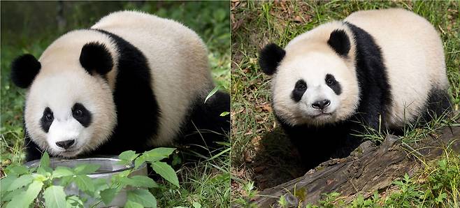 The Everland pandas enjoy a day out in the sun on Thursday. From left: Rui Bao and Hui Bao [EVERLAND]