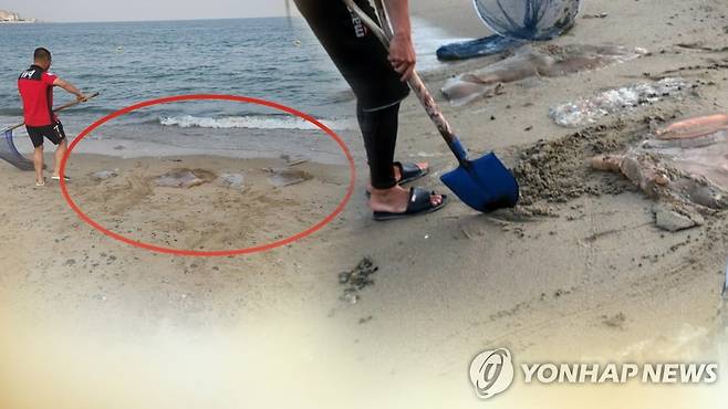 해수욕장 해파리 쏘임 사고 (CG) [연합뉴스TV 제공]