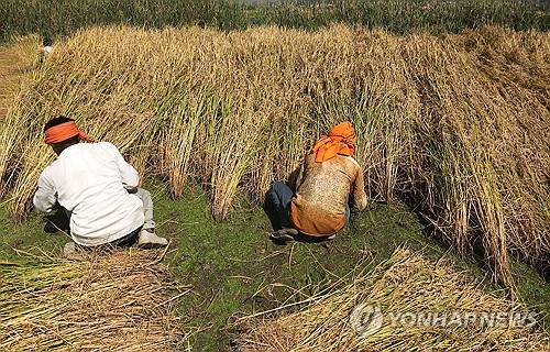 INDIA KASHMIR RICE HARVEST
