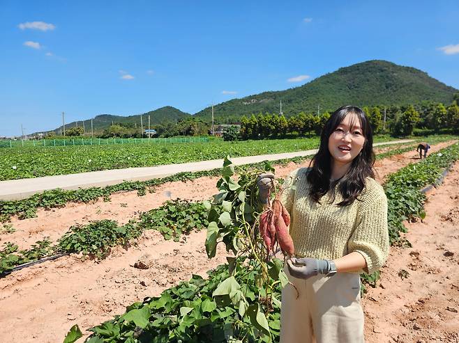 황엄지 농촌진흥청 연구사가 전남 무안 국립식량과학원 바이오에너지작물연구소에서 개량한 고구마 품종을 소개하고 있다. /윤희훈 기자