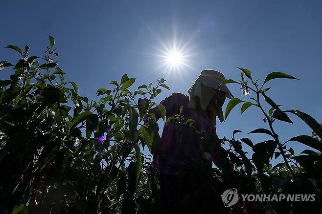 8월 무더위에도 밭일은 계속 (고령=연합뉴스) 윤관식 기자 = 전국 대부분 지역에 폭염 특보가 이어진 1일 오전 경북 고령군 다산면 한 농경지에서 농민이 뙤약볕 아래 고추 수확을 하고 있다. 2024.8.1 psik@yna.co.kr