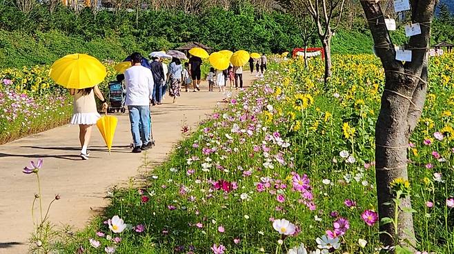 밀양 산외면 해바라기·코스모스·수국 단지 [경남 밀양시 제공. 재판매 및 DB 금지]