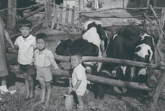 우리에게도 이런 시절이 있었다. 1952년부터 1976년까지 총 44회에 걸쳐 헤퍼 측이 보낸 가축 3200여 마리가 미군 수송선으로 한국에 도착, 전국 17개 지역에 전달됐다. /헤퍼코리아