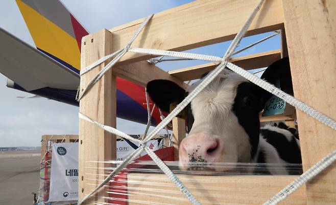 2022년 12월 22일, 젖소들이 인천발 아시아나항공 전세기에 몸을 싣기 직전의 모습. 이들의 이동은 난관의 연속이었다. /헤퍼코리아