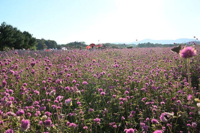 나리농원의 메인 꽃인 천일홍이 붉은 자태를 뽐내고 있다. 양주시 제공