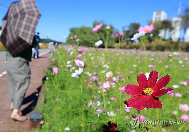 가을꽃 코스모스 (장성=연합뉴스) 조남수 기자 = 장성 황룡강 가을꽃축제 개막을 하루 앞둔 4일 전남 장성 황룡강 둔치에서 한 시민이 코스모스를 감상하고 있다. 장성 황룡강 가을꽃축제는 5일부터 13일까지 장성읍 황룡강생태공원 일원에서 열린다. 2024.10.4 iso64@yna.co.kr