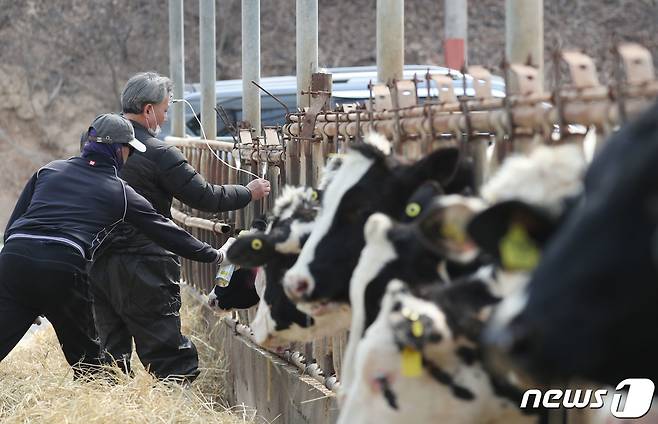 고창군이 구제역 예방과 유입 차단을 위해 이달 14일까지 우제류를 대상으로 구제역 예방백신 일제접종을 실시한다(뉴스1/DB ⓒ News1