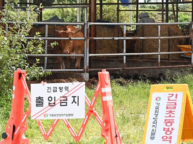 소 바이러스성 질병인 럼피스킨병이 발생한 한우농장에서 방역 관계자들이 외부인 출입을 통제하고 있다. 뉴시스