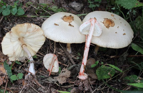 가을철 발생하는 주요 독버섯 중 하나인 독흰갈대버섯. 사진 산림청