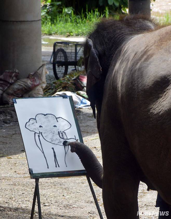 "제 모습 그려요"천재화가 코끼리로 알려진 '수다(SUDA)'가 기본 코끼리 형태의 그림을 그린 후 얼굴에 붓터치를 하고 있다.