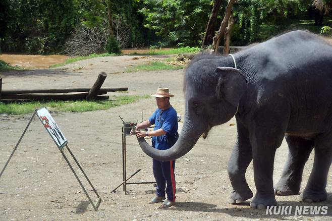 "잘 그릴 수 있지"조련사가 붓에 물감을 뭍힌 후 코에 붓을 끼워주고 있다. 이후 조련사는 관광객이 보이지않는 코끼리 뒷편에 서서 코끼리 귀를 상하좌우 누르거나 비틀어가면서 화가코끼리가 훈련받은대로 붓터치를 할 수 있게 조정한다.