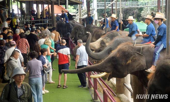 "쇼 보셨으면 먹이 좀 주세요"코끼리 공원의 코끼리는 한 마리가 하루 200-300kg 가량의 옥수숫대를 비롯 먹이를 제공 받는다고 한다. 먹이 공급과 코끼리 병원비 재원의 대부분은 관광객들로부터 벌어들이는 수입이다. 야생성을 잃은 공원의 코끼리들은 자연으로 돌려보내도 스스로 생활하기 어려운 현실이기에 공존이 불가피하다.