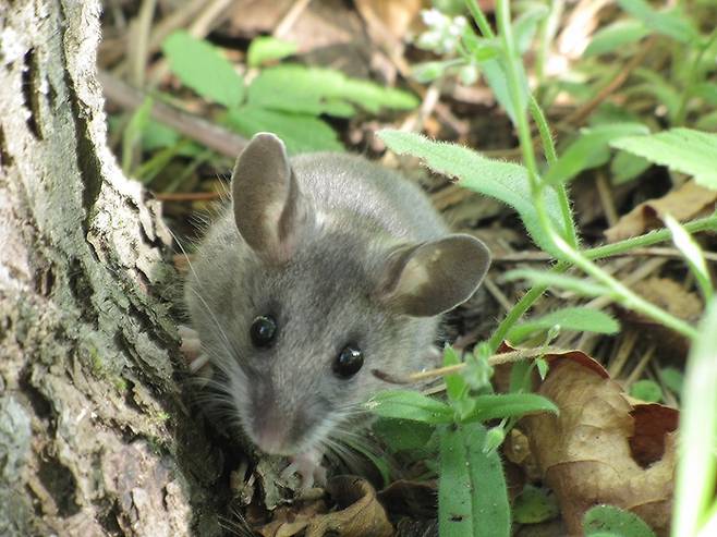 “수컷이 바뀌었어, 나 어떡하쥐?” 사슴쥐.  [사진출처=Seney Natural History Association]