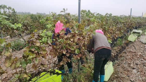 지난달 18일 중국 닝샤후이족자치구 인촨시 샤무 와이너리 직원들이 와인용 포도를 수확하고 있다. 사진 샤무와이너리