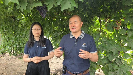 허둥와이너리의 궁제 대표가 100년 된 포도넝굴 앞에서 와인에 대해 설명하고 있다. 이도성 특파원