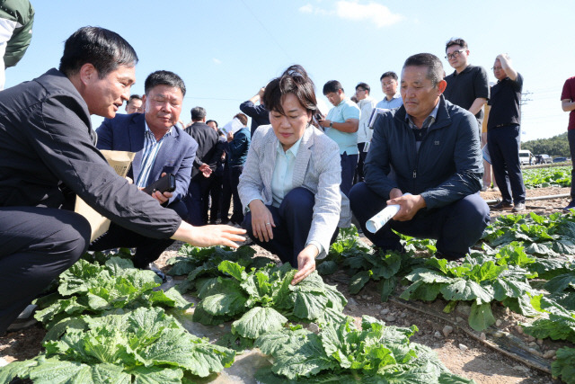 ▲ 송미령 농림축산식품부 장관이 지난달 29일 전남 해남군 일원의 배추밭을 찾아 김장배추 작황을 점검하고 있다. 연합뉴스