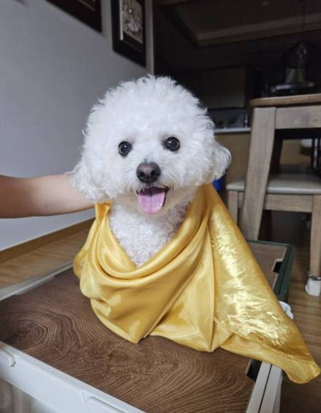 1000134710.jpg 우리집 복덩어리 보따리 보리 보시고 행복한 하루 되시길 ㅎㅎ