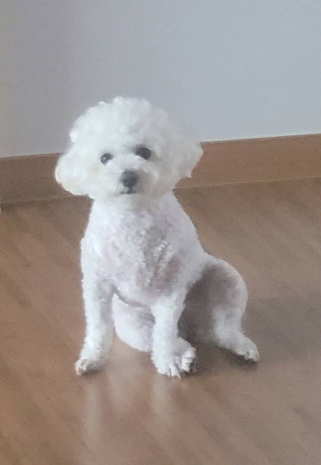 1000134714.jpg 우리집 복덩어리 보따리 보리 보시고 행복한 하루 되시길 ㅎㅎ