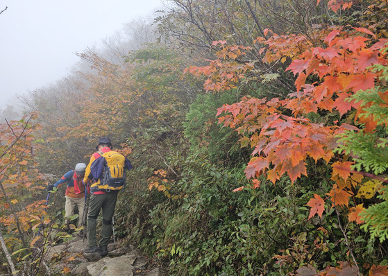 Hikers pass by fall leaves on Mount Seorak in Gangwon on Sept. 29. [YONHAP]