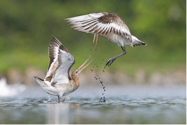 11~14세 부문에 아일랜드의 리암 오도넬이 출품한 ‘한 판 붙은 도요새(Sparring Godwits)’. 사진 속 흑꼬리도요 2마리는 영역을 놓고 다투고 있다. 오도넬은 좋은 장면을 포착하고자 카메라를 들고 진흙밭에 엎드려 앉아 몇 시간 동안 기다렸다
