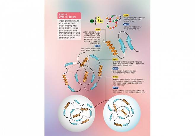 알파폴드와 단백질 구조 결정 원리. 과학동아 제공