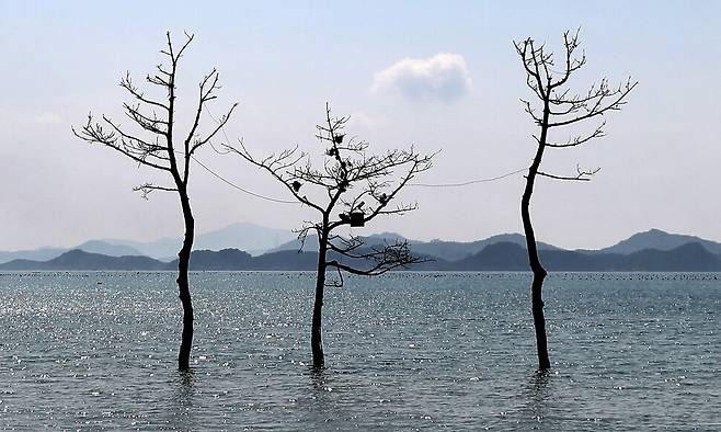 거금도 연소마을에 있는 소나무 세 그루. 박미향 기자