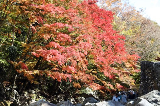 지난해 10월 29일 오후 한라산국립공원 천아계곡에서 탐방객들이 가을 단풍을 즐기고 있다. 뉴스1