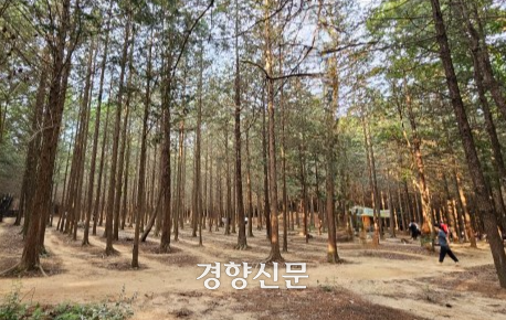 전북 전주시 덕진동에 있는 건지산을 찾은 시민들이  건강 관리를 위해 맨발 걷기를 하고 있다. 김창효 선임기자