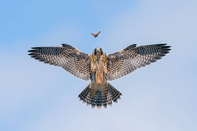 장난치는 어린 새(PLAYFUL FLEDGLING)/Jack Zhi/Bird Photographer of the Year