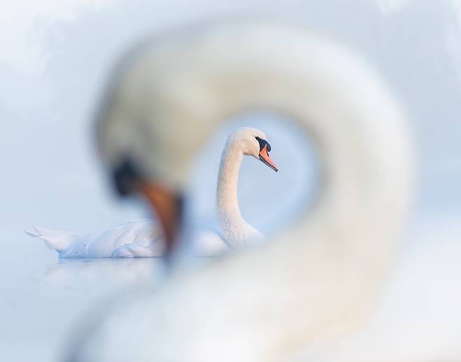 중첩된 고니(SWANCEPTION)  /Samual Stone/Bird Photographer of the Year