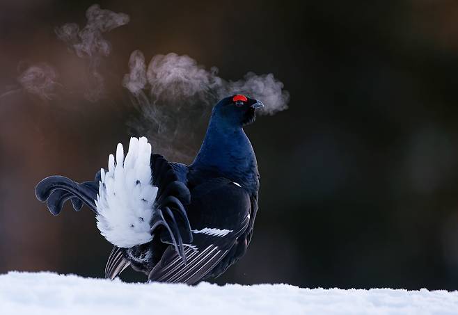 멧닭(BLACK GROUSE) /Markus Varesvuo/ Bird Photographer of the Year