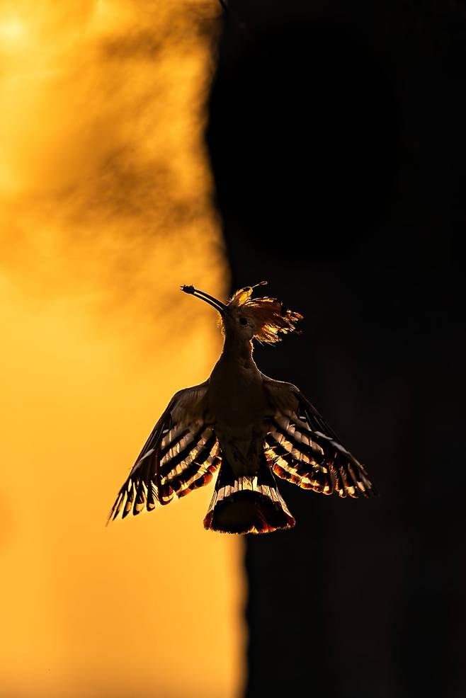 새벽의 속삭임: 일출 때 후투티의 우아한 실루엣(DAWN’S WHISPERS: GRACEFUL HOOPOE SILHOUETTE AT SUNRISE) /Hermis Haridas/Bird Photographer of the Year