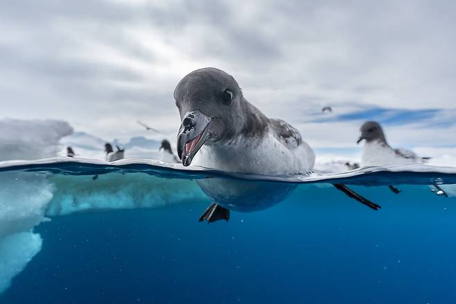 먹이 쟁탈전(FEEDING FRENZY) /Jonas Beyer/Bird Photographer of the Year