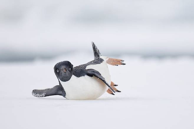 현대 무용수(A MODERN DANCER)  /Nadia Haq/ Bird Photographer of the Year