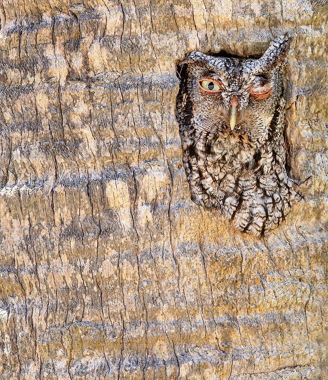 문을 열고(OPEN DOOR)  /Robert Gloeckner/Bird Photographer of the Year