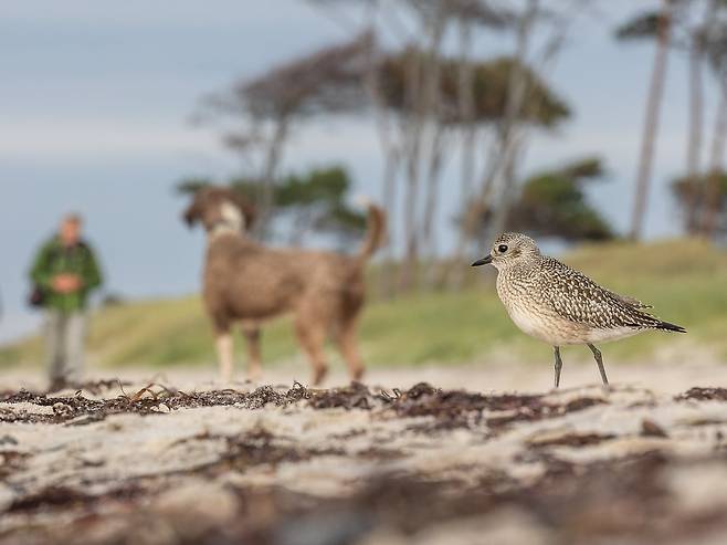 인간과 자연, 그리고 개(HUMAN AND NATURE, AND DOG)  /Emil Wagner /Bird Photographer of the Year