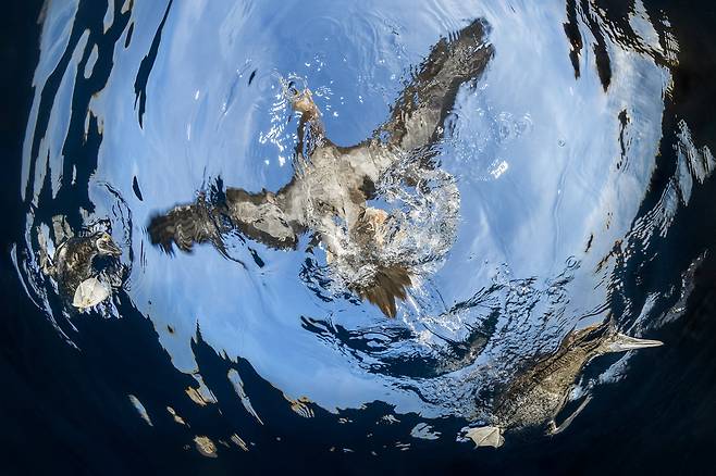 물에서의 비상(WATER TAKE-OFF) /Suliman Alatiqi/Bird Photographer of the Year