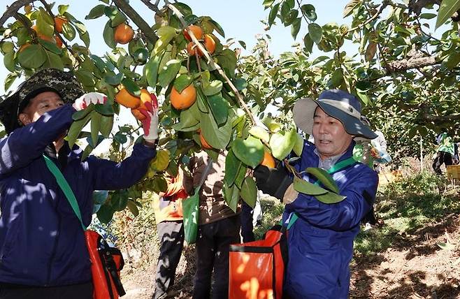 [창녕=뉴시스] 안지율 기자 = 성낙인 군수가 지난해 가을 농번기 영농 현장을 방문해 일손을 돕고 있다 (사진=창녕군 제공) 2024.10.11. photo@newsis.com *재판매 및 DB 금지