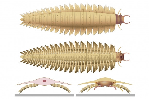 머리가 포함된 아르트로플레우라(Arthropleura)의 복원도. 사진=Mickaël Lhéritier, Jean Vannier, Alexandra Giupponi(LGL-TPE, Université Claude Bernard Lyon 1)