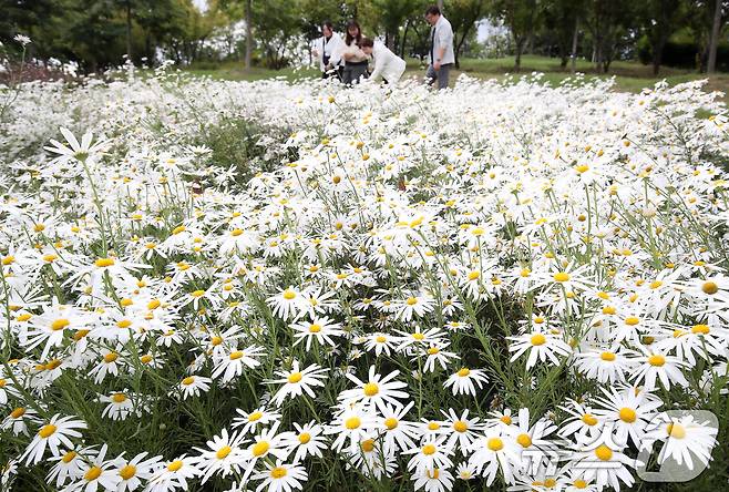 완연한 가을 날씨가 이어진 9일 오후 경북 경산시 중방동 경산자연마당을 찾은 시민들이 곱게 핀 구절초를 감상하며 휴일 나들이를 즐기고 있다. 2024.10.9/뉴스1 ⓒ News1 공정식 기자