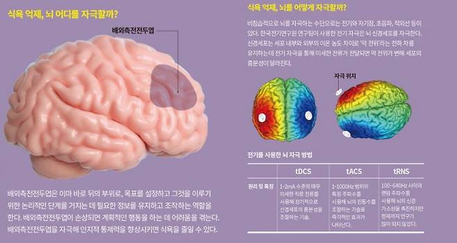 뇌를 자극하면 식욕이 억제 된다. 게티이미지뱅크, 과학동아 제공