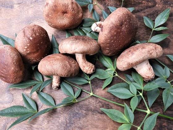 위험 요인: 면역력 떨어져 체력 감소, 식욕 늘어 체중 관리 어려움 / 관리법: 감·표고버섯·새우·아욱 등 제철 식재료로 에너지 보충 [출처: GettyImagesBank]