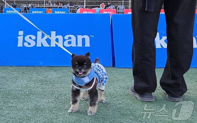 '2024 중구 해피투개더 반려견 축제'가 12일 서울 동국대학교에서 열렸다(독자 제공). ⓒ 뉴스1