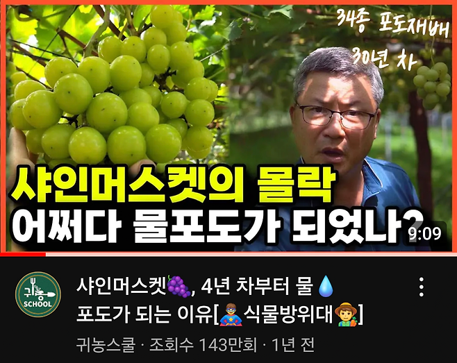 Screenshot_20241013_120750_YouTube.png 더 현대 백화점에 샤인머스켓 납품하시는 사장님