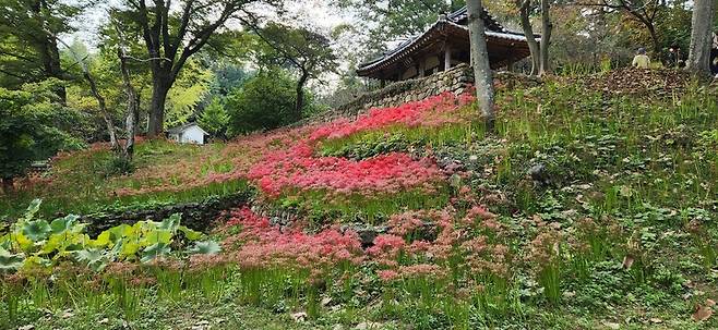 가사문학의 산실로 불리는 광주광역시 북구 충효동 환벽당 정원에 지난 8일 꽃무릇이 군락을 이루고 있다. 김용희 기자 kimyh@hani.co.kr