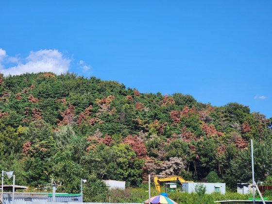 10일 경북 고령군 다산면 월성리 한 도로에서 바라본 야산에 소나무재선충병에 감염돼 말라죽은 소나무가 다수 관측되고 있다. 김정석 기자