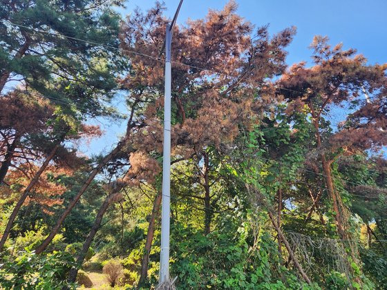 10일 경북 고령군 다산면 월성리 한 야산에서 소나무재선충병에 감염된 소나무가 말라 죽었다. 김정석 기자